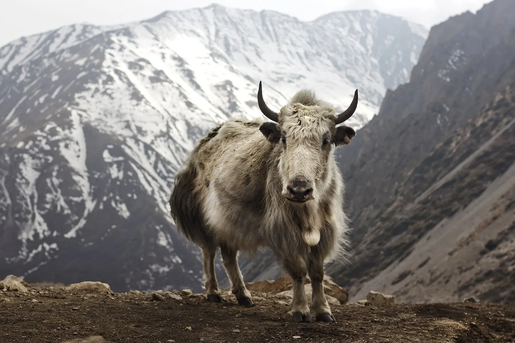 Annapurna Circuit